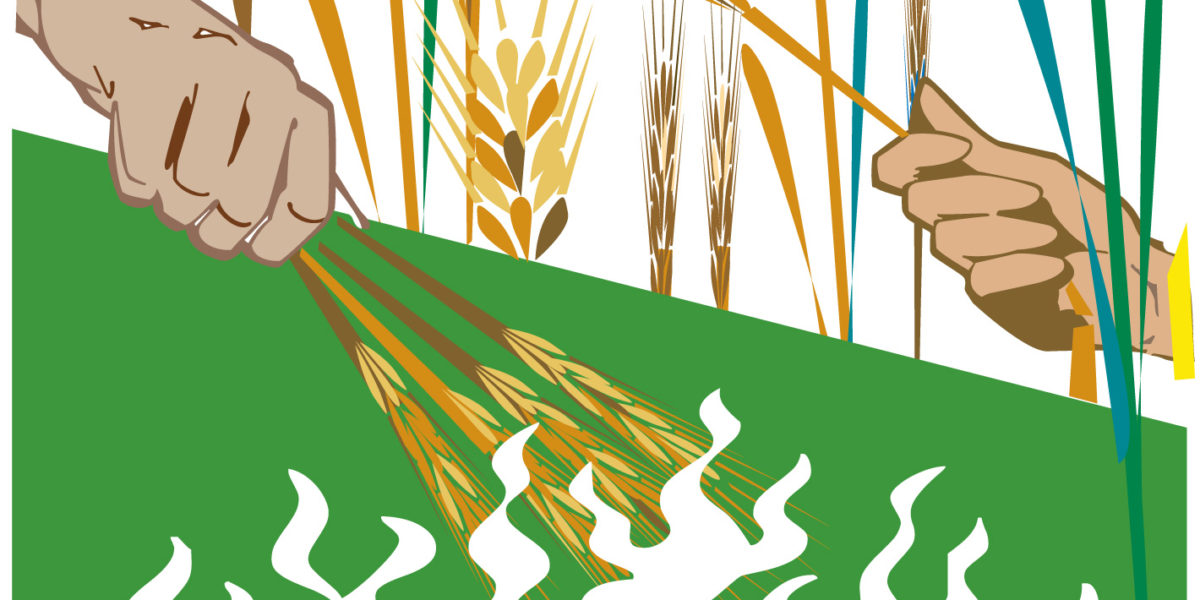 the-parable-of-the-wheat-and-the-weeds